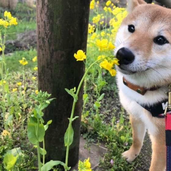 少ない？多い？愛犬のお散歩適量を確認しよう