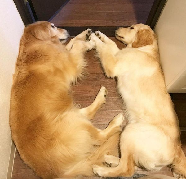 動きがシンクロするゴールデン・レトリーバー