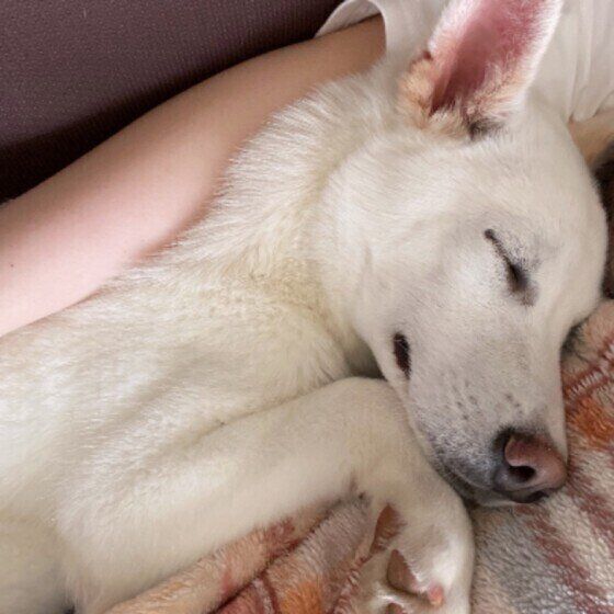 ラッキーくん（Ｍｉｘ）