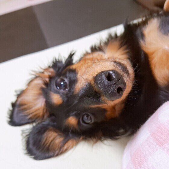 犬はなぜ人のベッドや布団で寝たがる? 飼い主と眠りたい犬のキモチ いぬのきもち