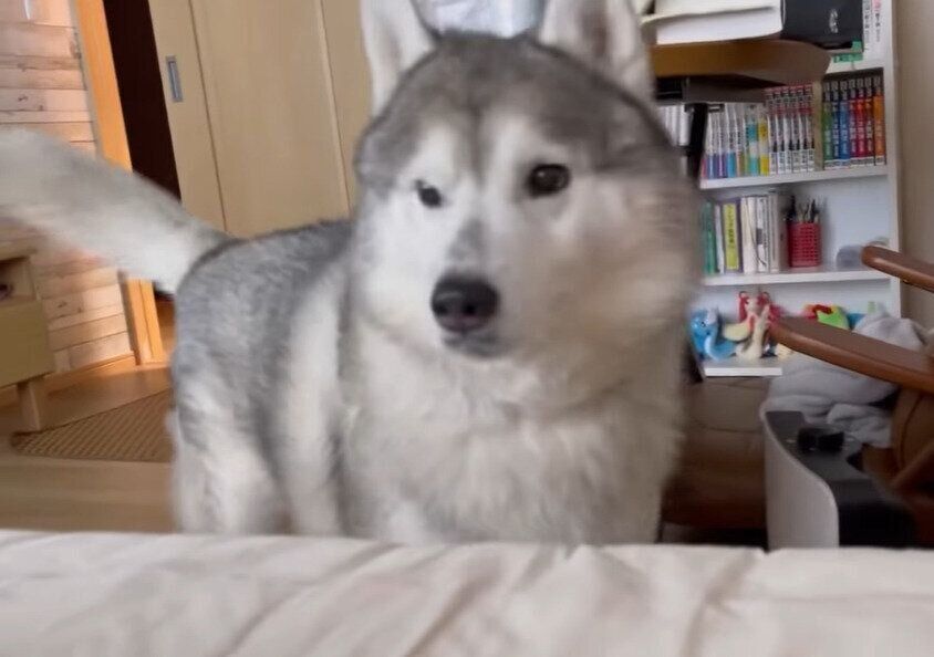 シベリアン・ハスキー