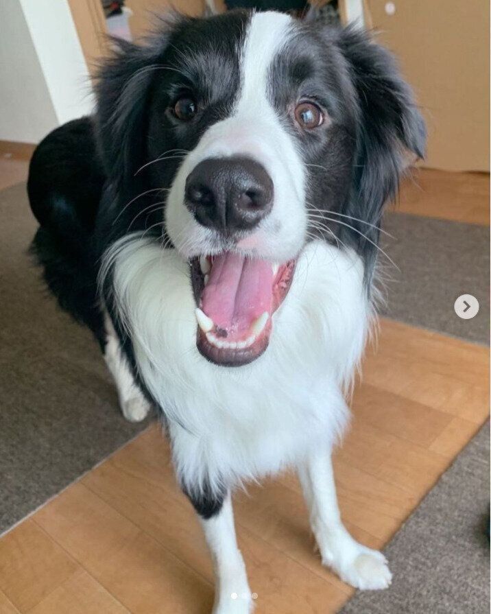 ほほ笑むボーダー・コリー