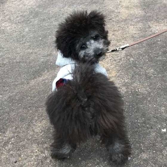 トイ・プードルのそらくん