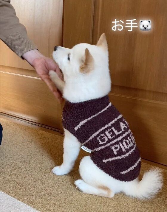 おやつ待ちをするだんくん