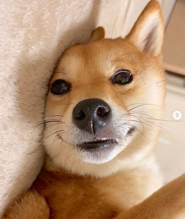 まったりするはなちゃん