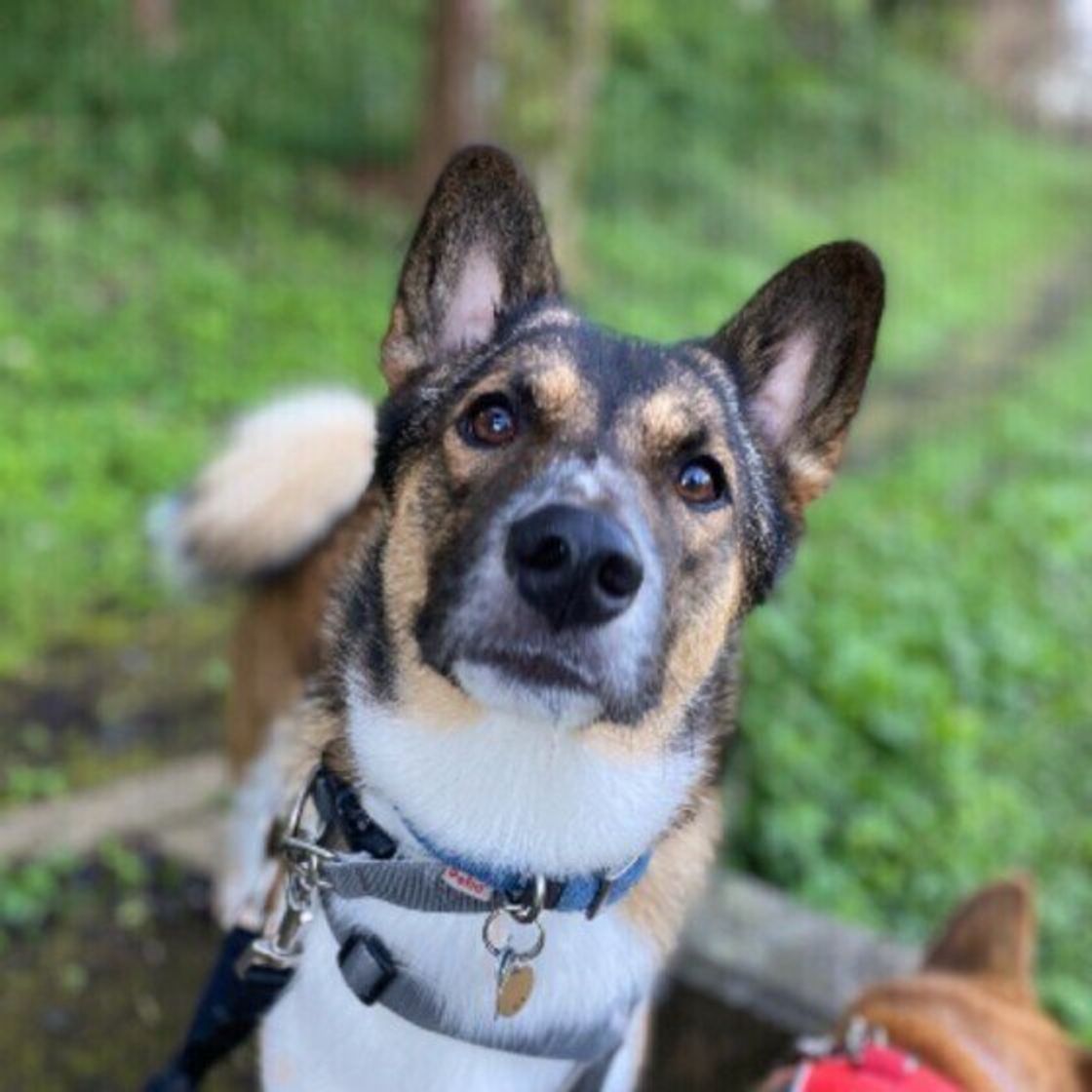 シニア犬になってから急にご飯や食べ物に執着することがあるのはどうして いぬのきもちweb Magazine シニア犬になってから急にご飯や食べ物に執着することがあるのはどうして いぬのきもちweb Magazine