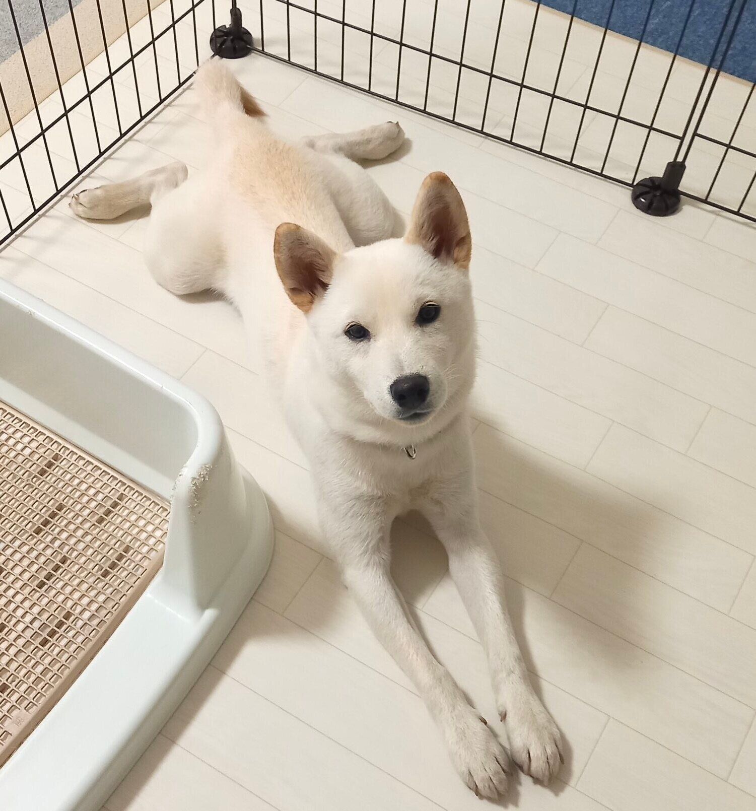 生後7カ月のころに撮影したケンシロウくん