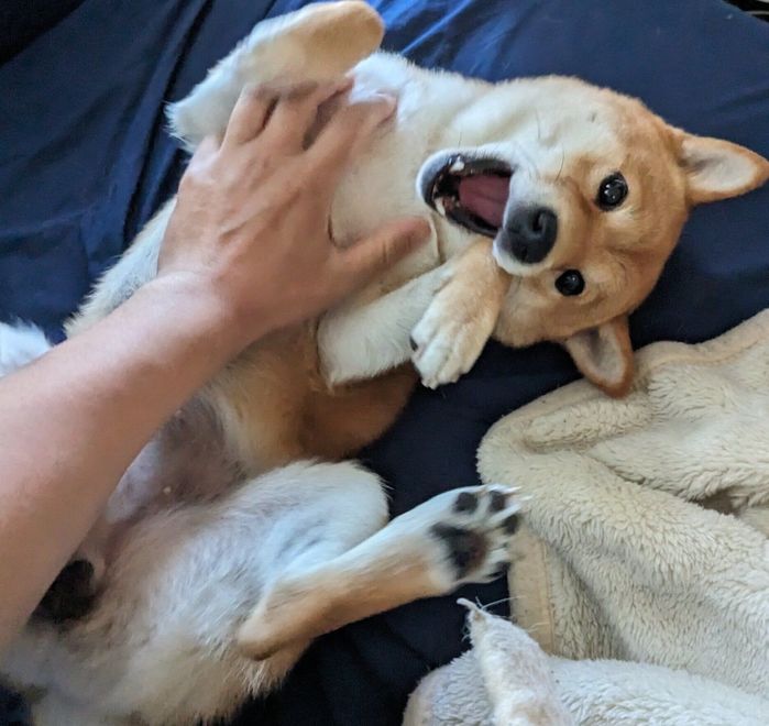 ヘソ天するひなたちゃん