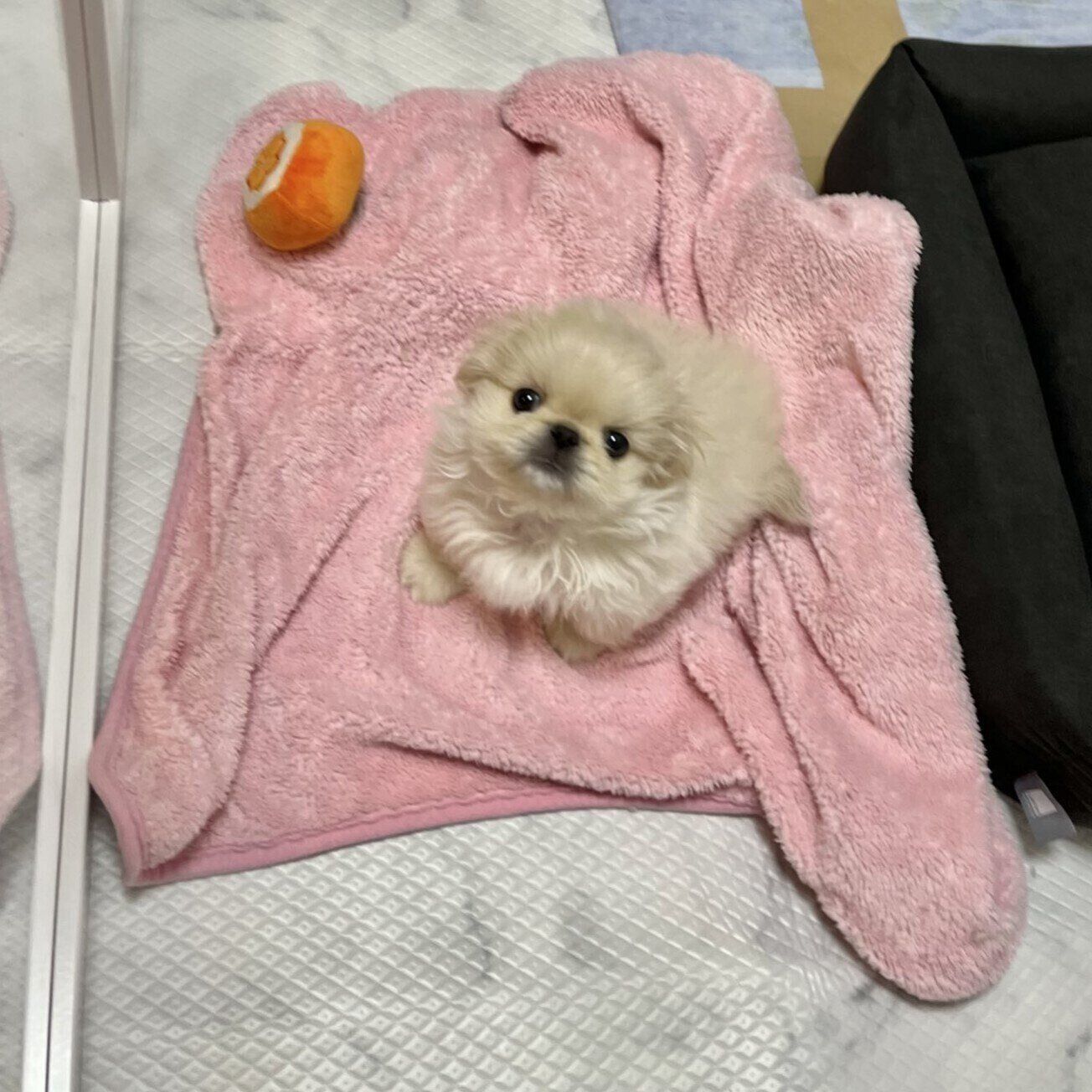 子犬時代のわた坊くん　小さくて「ゴマ粒みたいだった」と飼い主さんが