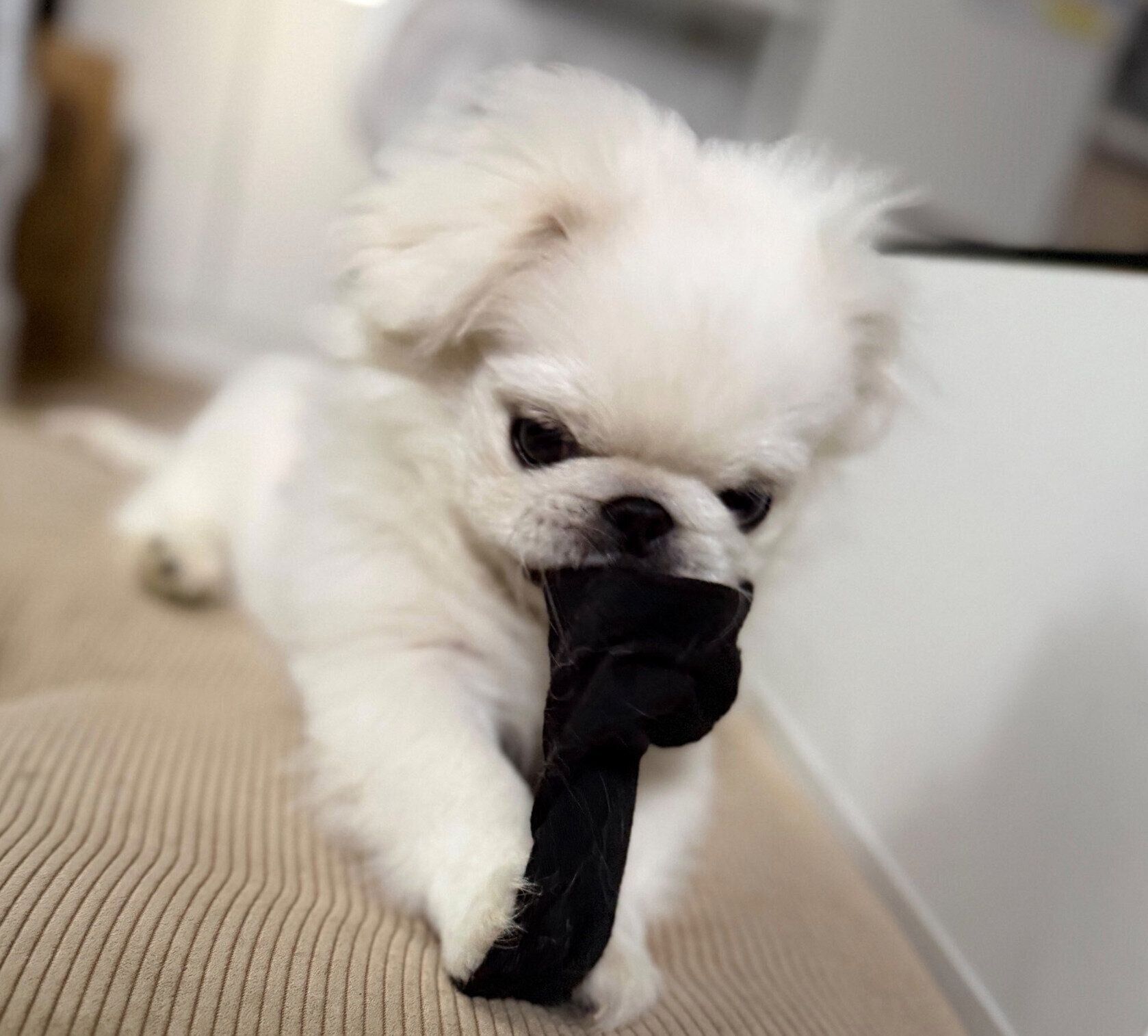 靴下で遊ぶもち吉くん