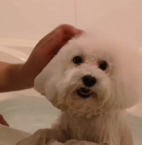 お風呂に入るしらすくん