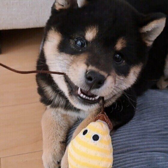 柴のふくちゃん