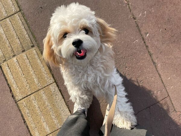 嬉しそうなもうふくん