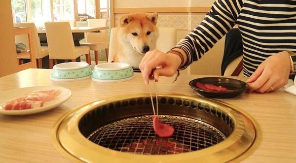 焼き肉を初めて食べる柴犬