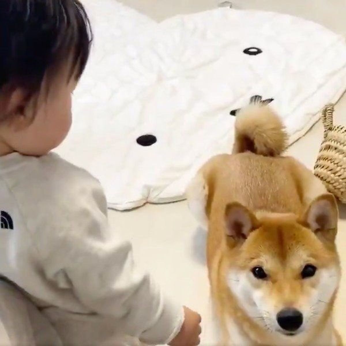柴犬兄さんに よしよし することを覚えた妹ちゃん その姿が可愛いすぎる いぬのきもちweb Magazine 柴犬兄さんに よしよし することを覚えた妹ちゃん その姿が可愛いすぎる いぬのきもちweb Magazine