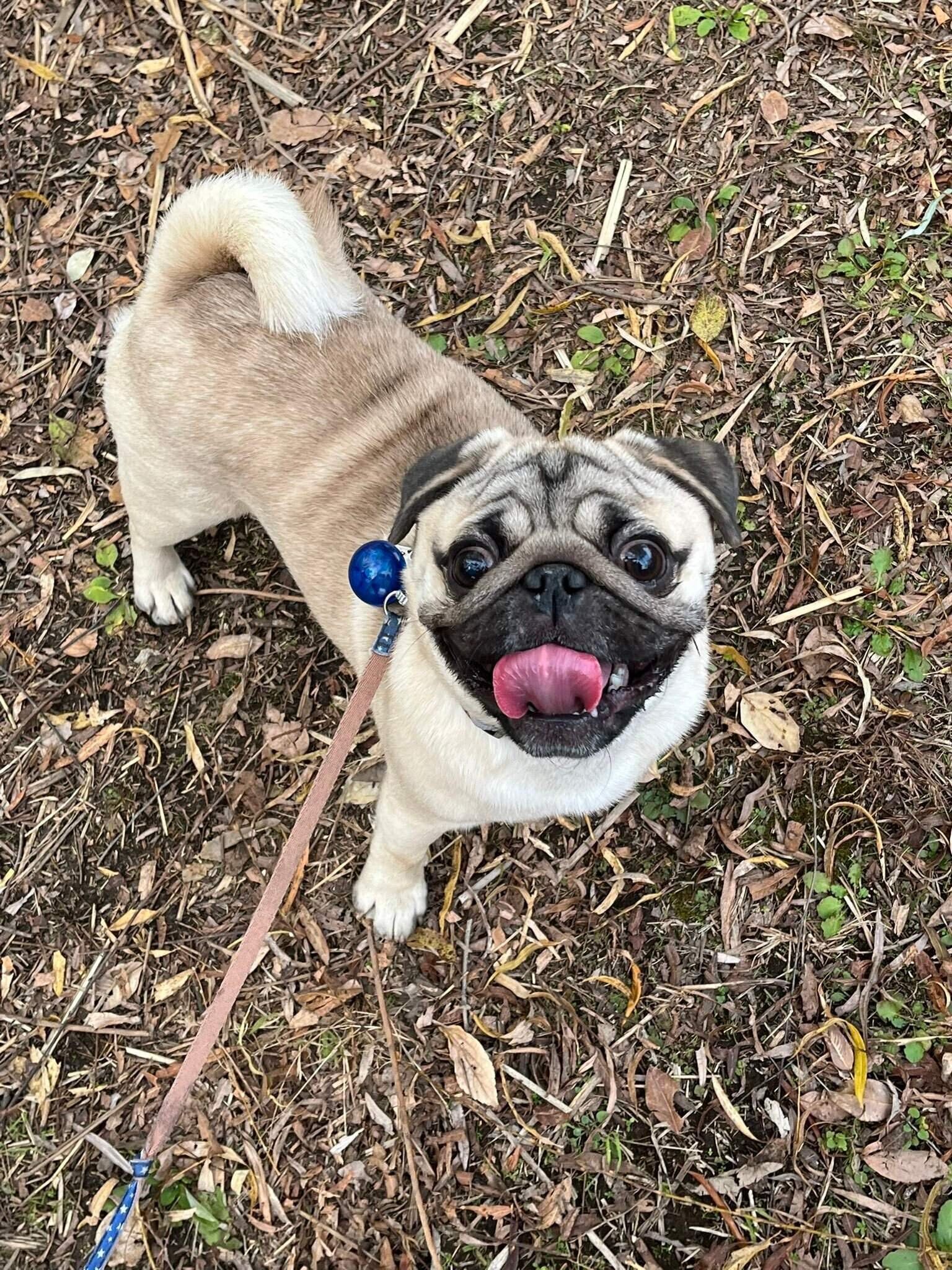 上を見上げているパグ