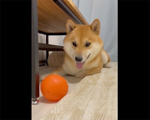 ボールで遊ぶふう太くん