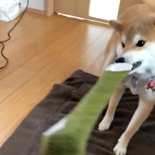 ママさんの靴下を奪うラテくん