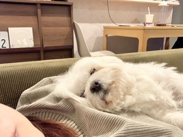 飼い主さんの体の上で眠るわむうくん