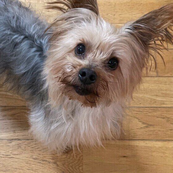 ヨークシャー・テリアのベルちゃん