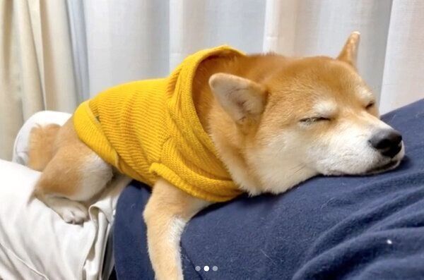 パパさんのおなかの上でくつろぐきなこちゃん