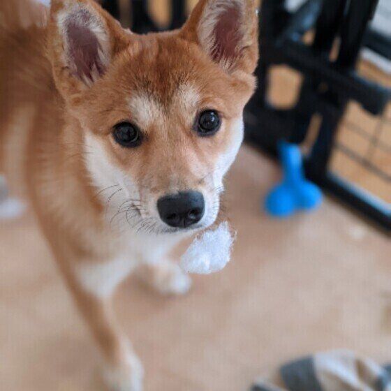 犬の 肝臓の数値が高い といわれたときに気をつけたいことは いぬのきもちweb Magazine