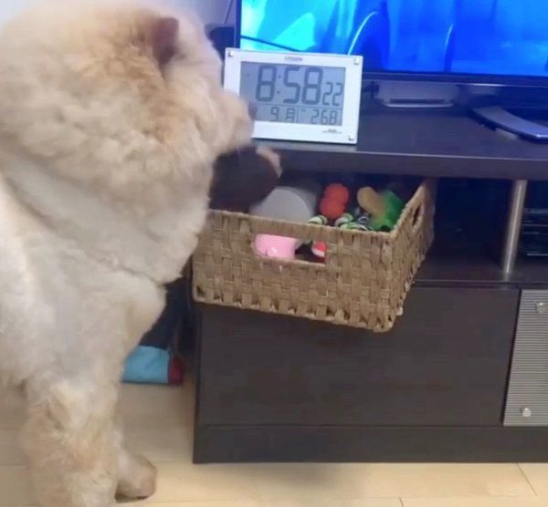 オモチャを自分で取るチャウ・チャウ