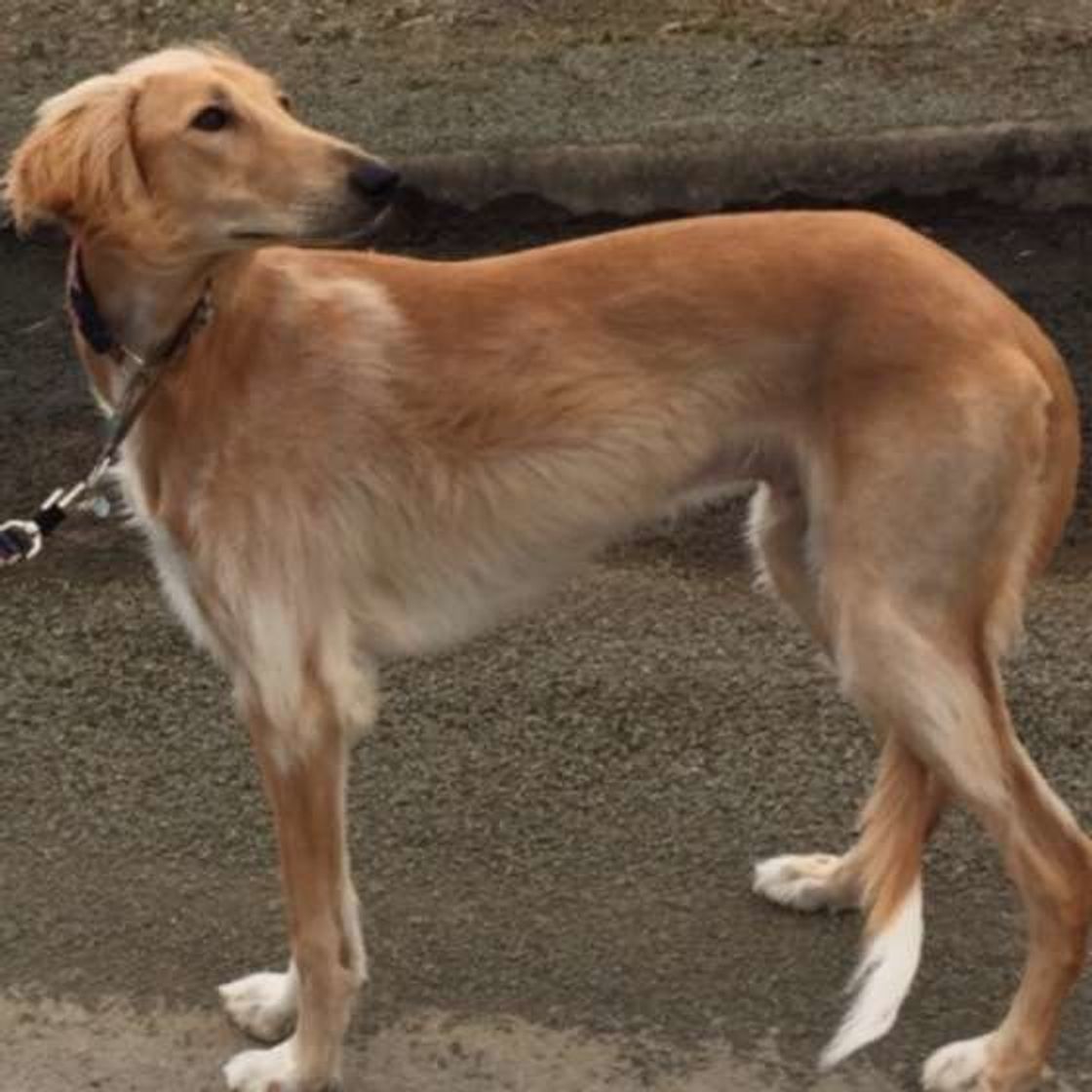 足が速い犬種ランキング その足の速さの背景は いぬのきもちweb Magazine 足が速い犬種ランキング その足の速さの背景は いぬのきもちweb Magazine