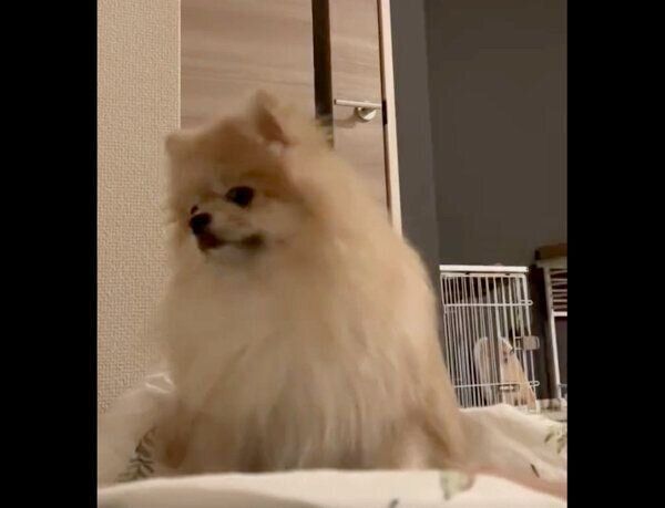 ごはんが欲しくてぐずるおもちくん