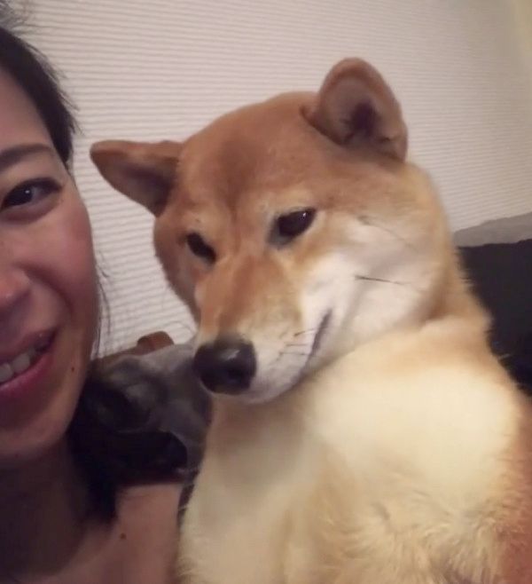 抱っこ中にウトウトする柴犬