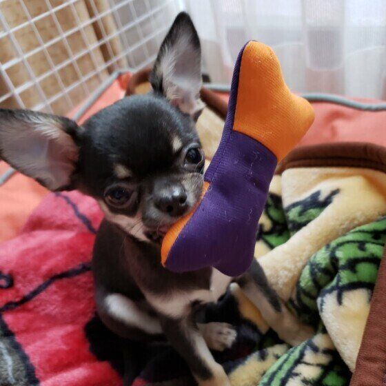 チワワのクロちゃん