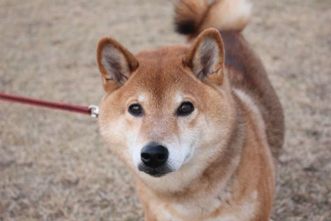 柴犬マロたん 天国へ旅立った親友さっちゃんを見送った日 いぬのきもちweb Magazine 柴犬マロたん 天国へ旅立った親友さっちゃんを見送った日 いぬのきもちweb Magazine