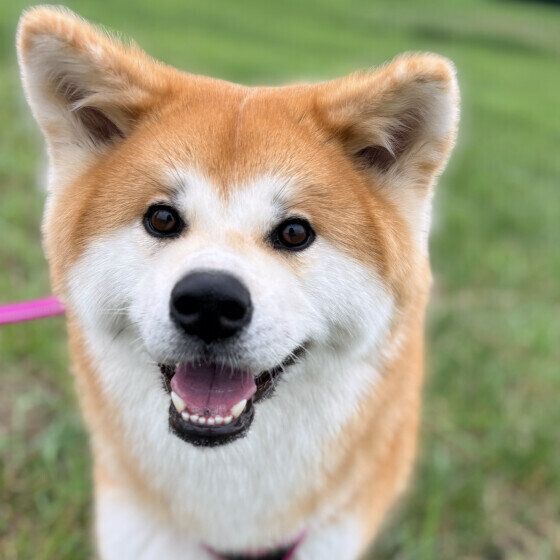 ニコニコの秋田犬