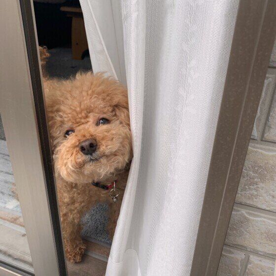 見つめるトイ・プードル