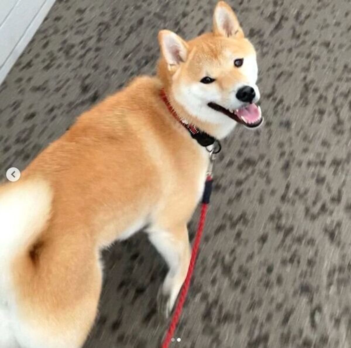 散歩中に拒否柴を発動する犬 飼い主が 魔法の言葉 をかけると 態度が一変でニコニコに いぬのきもちweb Magazine 散歩中に拒否柴を発動する犬 飼い主が 魔法の言葉 をかけると 態度が一変でニコニコに いぬのきもちweb Magazine