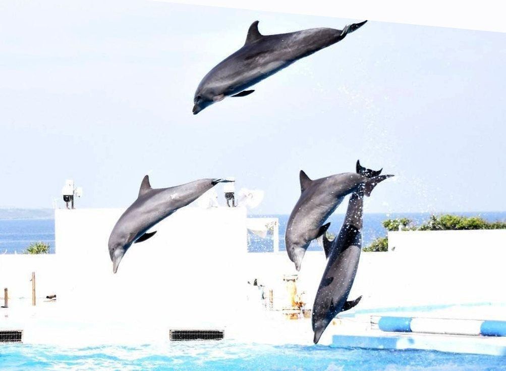 ↑犬よりも一足早く、イルカのトレーニングでは学習理論が応用されていた