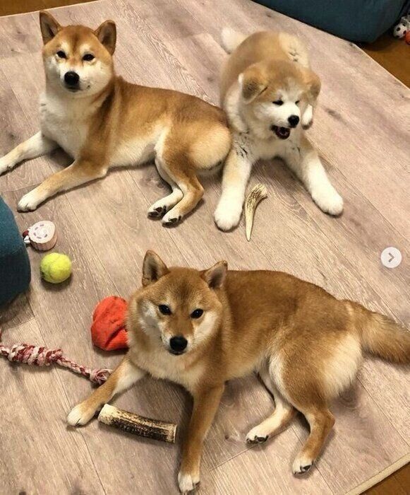 すっかり仲良しになったててくん、ももちゃん、らいちゃん