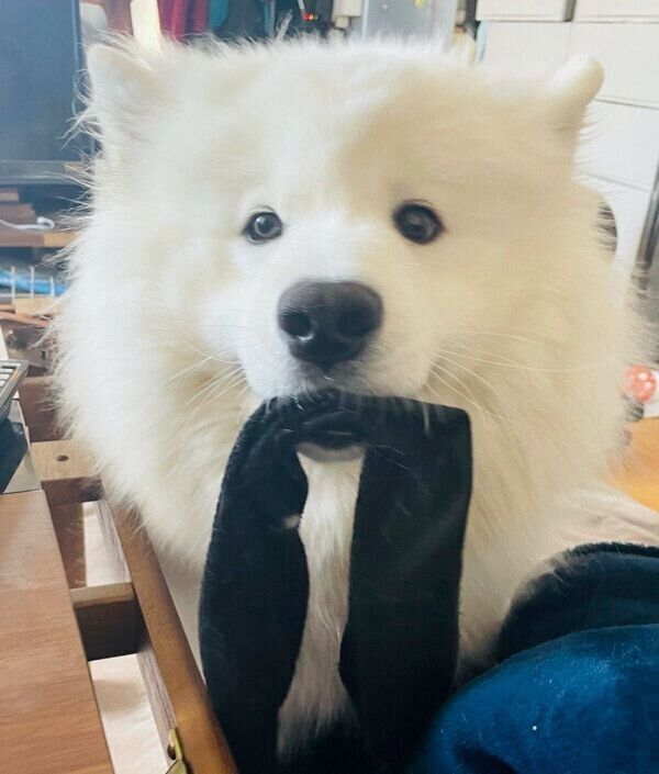 靴下をゲットしたソランくん