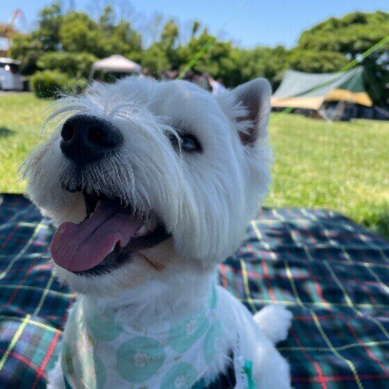 ウエスト・ハイランド・ホワイト・テリアの福くん