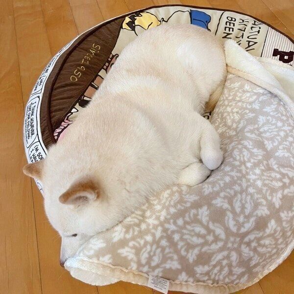 前足を少しだけ出して眠るゆきちゃん