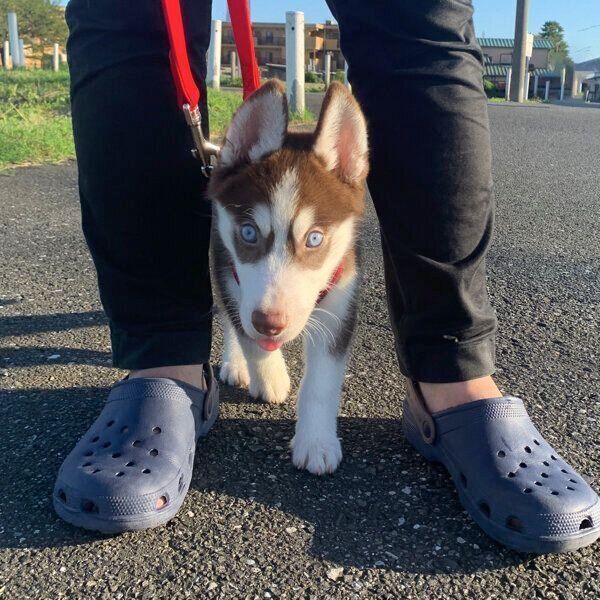 お散歩する大吉くん