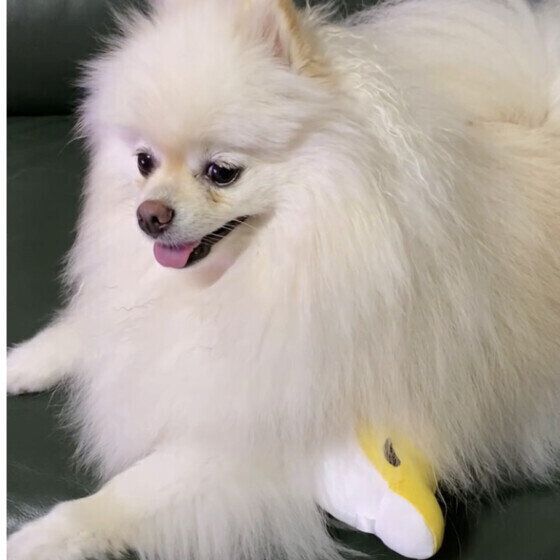 ポメラニアンのふわちゃん