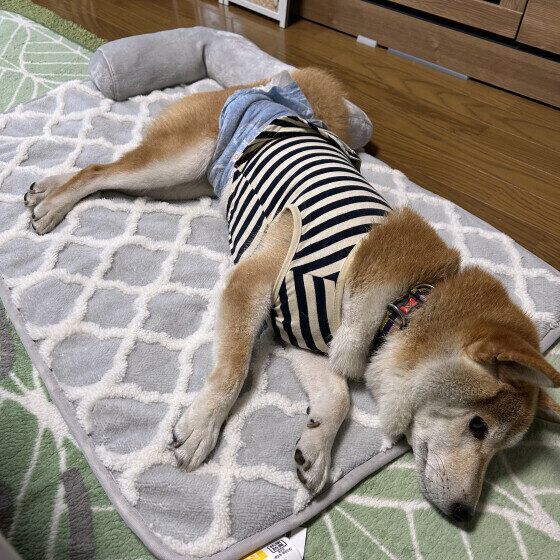 マットに寝転がる柴犬