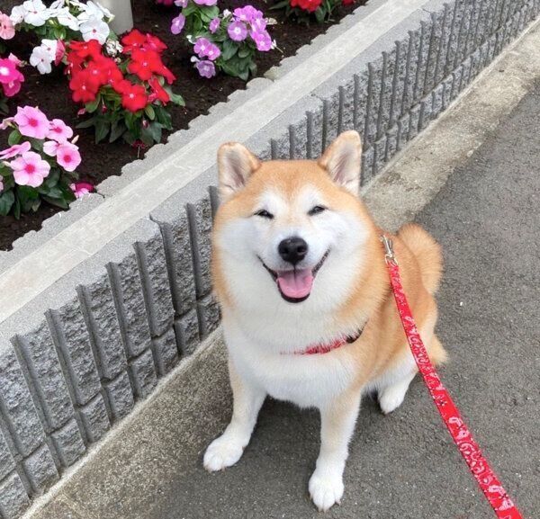 笑うまるちゃん