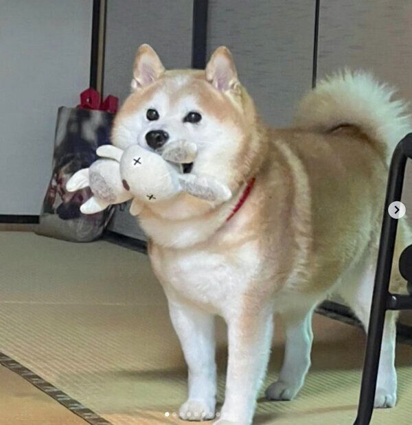 ぬいぐるみをくわえてウロウロするポン太くん