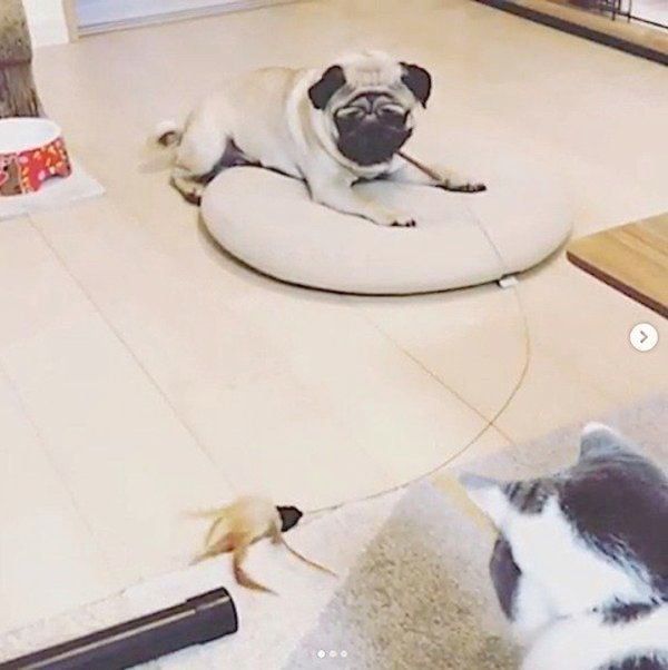 ニャンコ釣りをするパグ