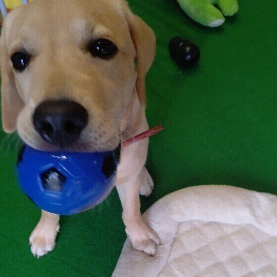 ボール遊びに誘うひなちゃん（ラブラドール・レトリーバー）