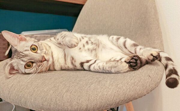 くつろぐうにちゃん