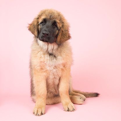 レオンベルガー