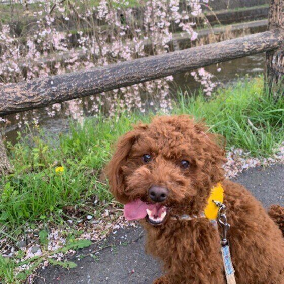 桜と写るトイ・プードル